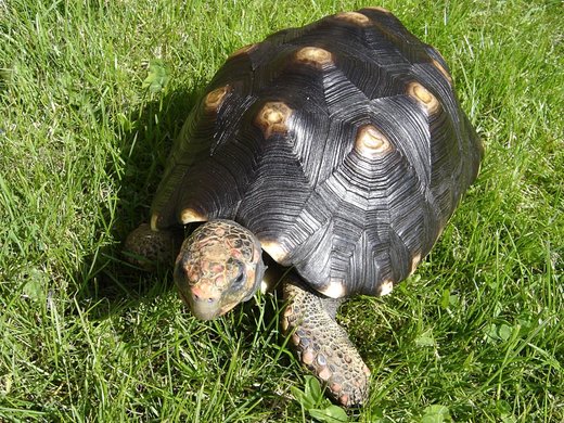 Geochelone carbonaria (želva uhlířská).jpg