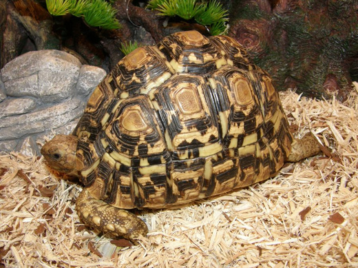 Geochelone pardalis (želva pardálí).jpg