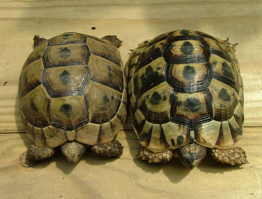 Testudo graeca (žlutohněda - řecká).jpg