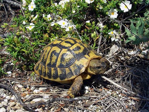 Testudo hermanni hermanni (zelenavá).jpg