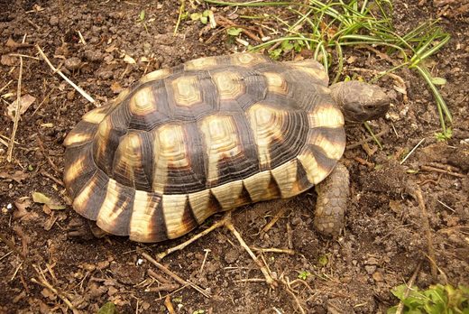 Testudo margianta (vroubená).jpg